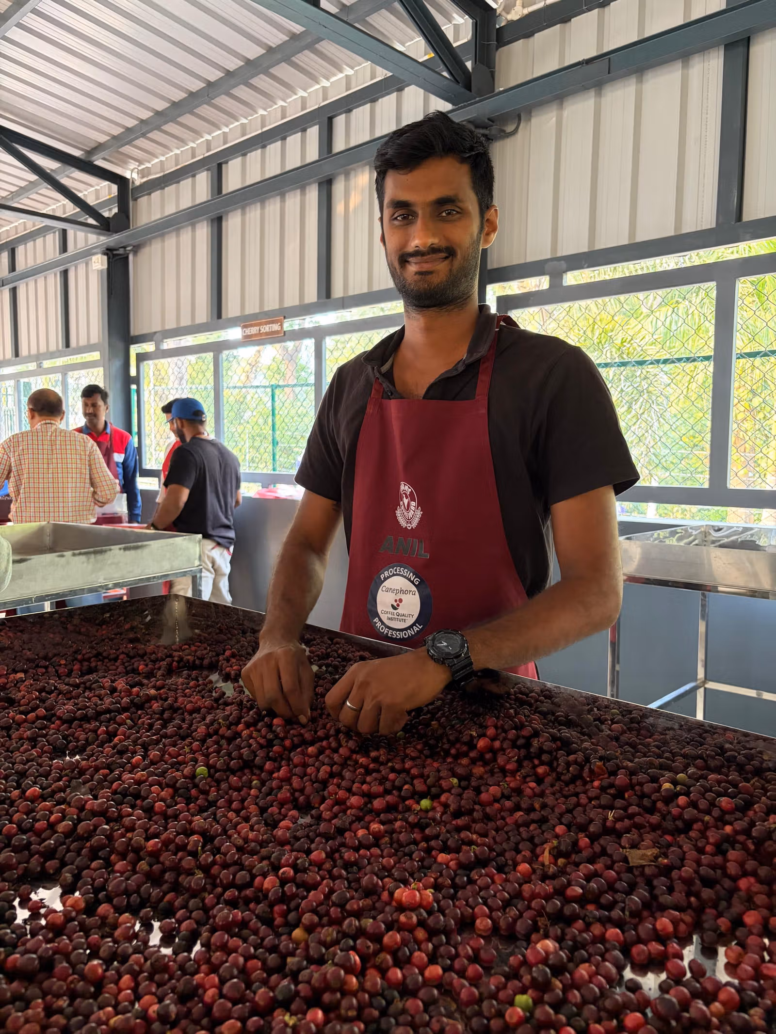 Anil Kuchally working with coffee cherries at a processing table