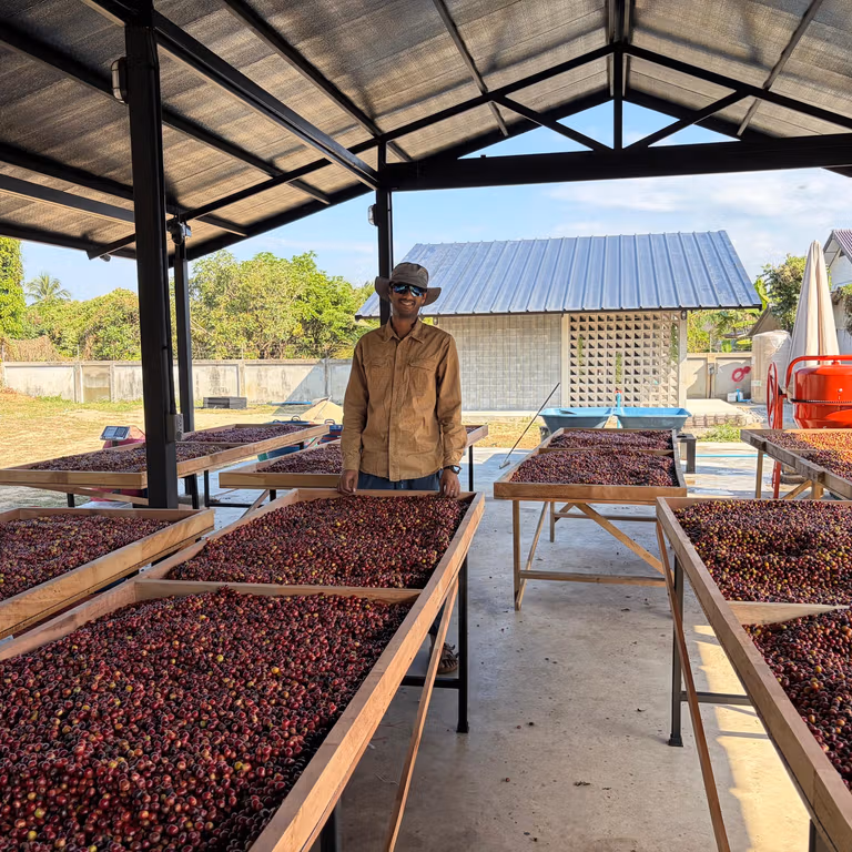 Coffee cherries drying on raised beds at Kuchally