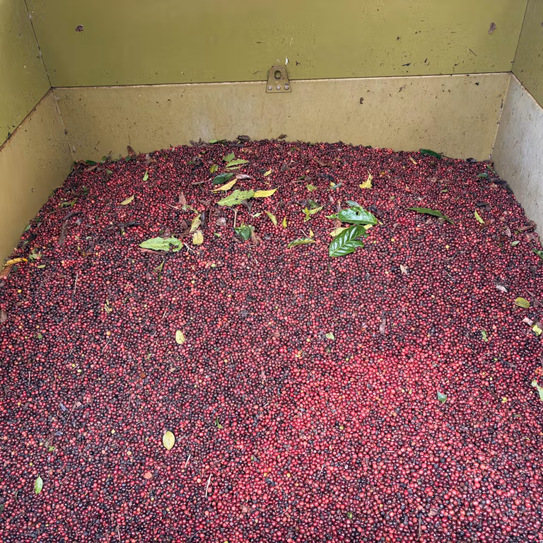 Freshly harvested coffee cherries at the estate processing station