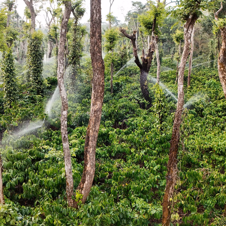 Coffee plants growing beneath a tall shade canopy at Kuchally